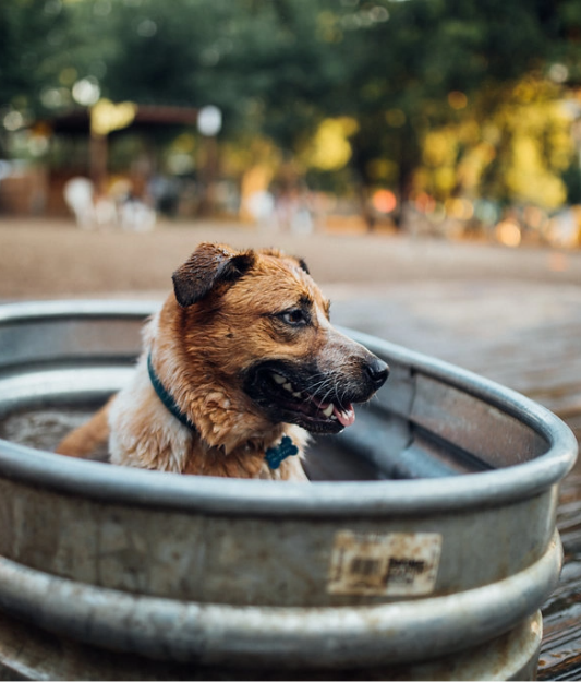 Dog sitting in barrel