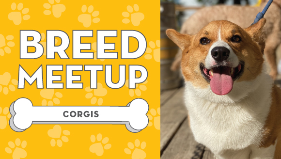 Corgi Breed Meetup