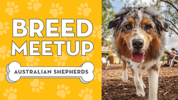 Breed Meetup: Australian Shepherd