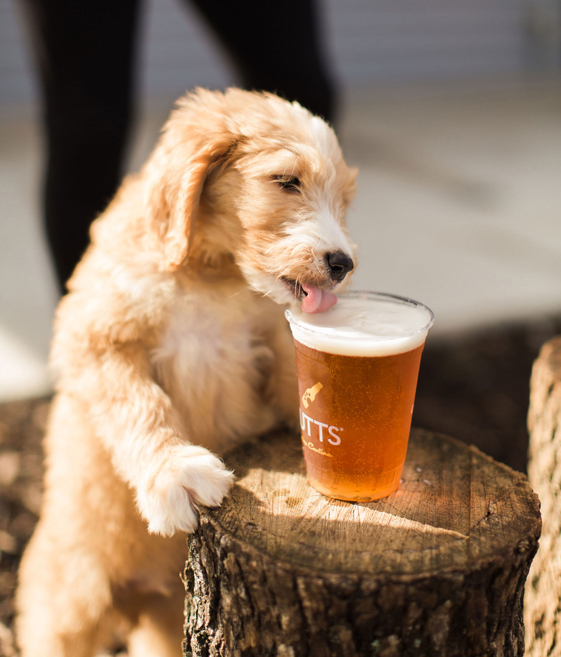 puppy drinking out of owners cup