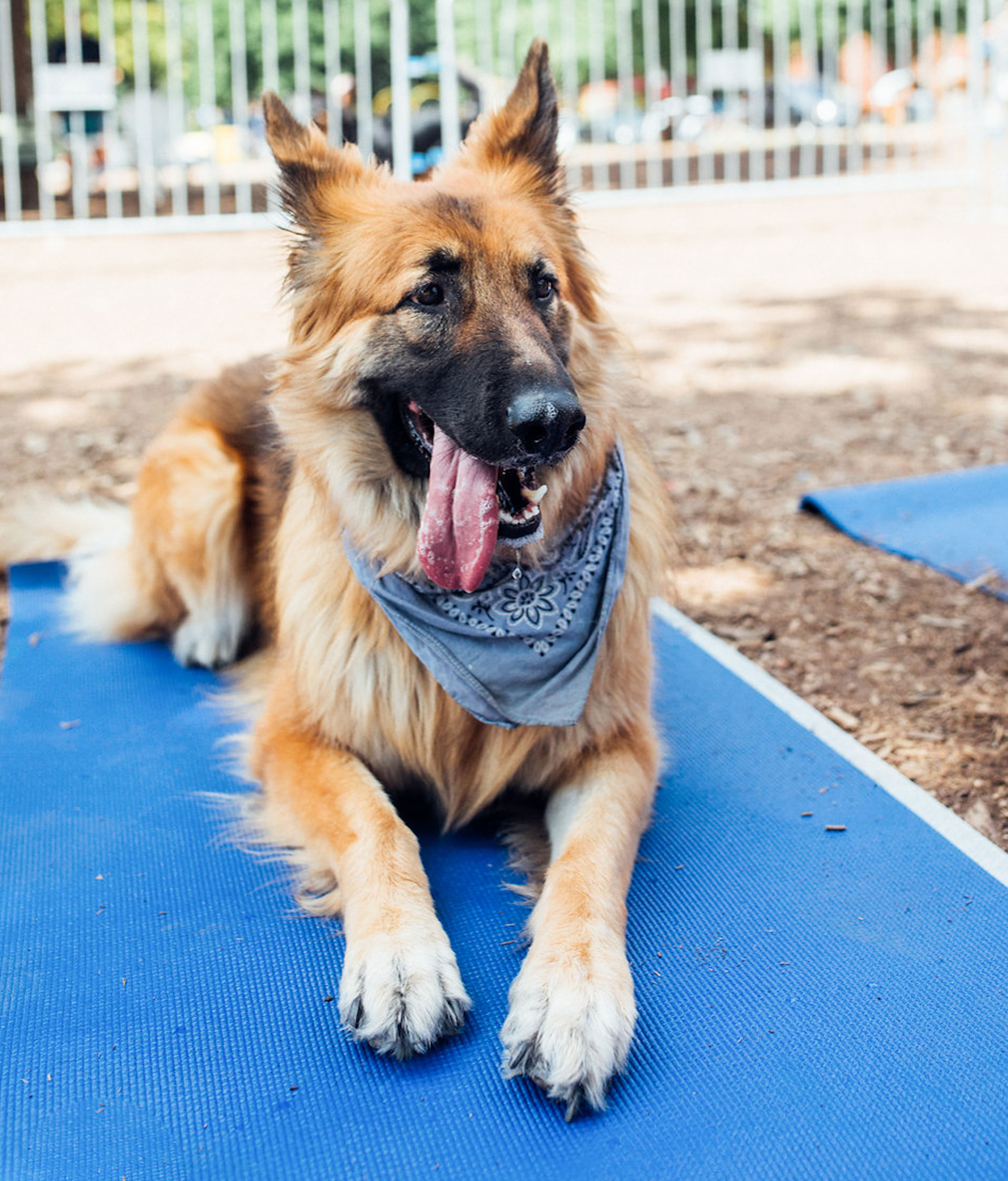 german shepherd playing in MUTTS cantina dog park