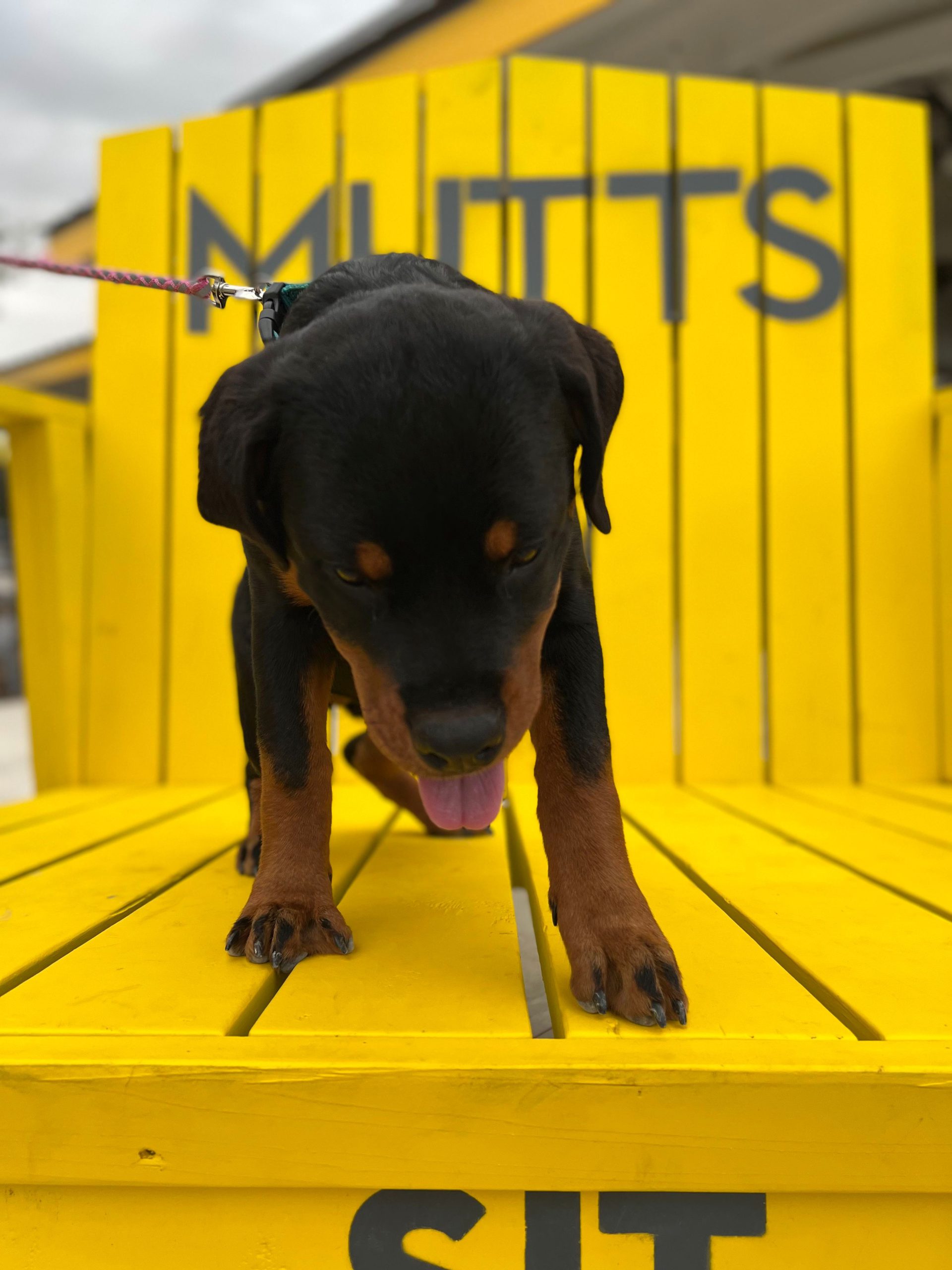 puppy doberman relaxing in MUTTS dog park